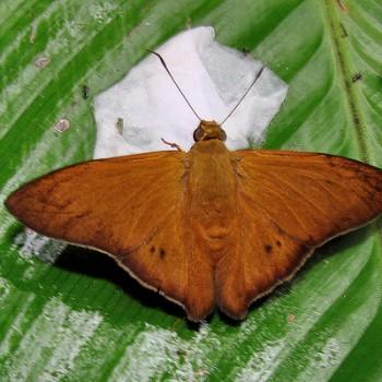 Porphyrogenes suva
