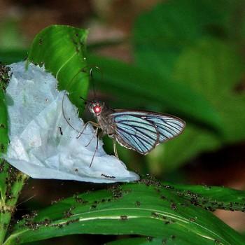 Synale cynaxa