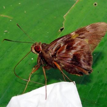 Perichares butus