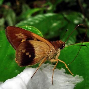 Saliana longirostris