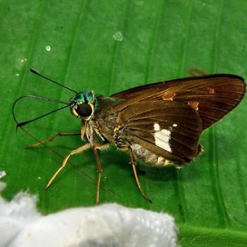 Neoxeniades myra