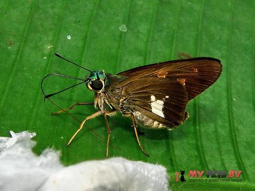 Neoxeniades myra