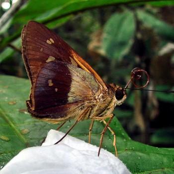 Saliana salius