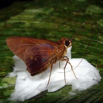 Saliana severus