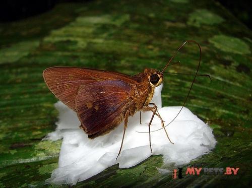Saliana severus