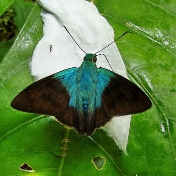 Astraptes cretatus