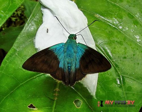 Astraptes cretatus