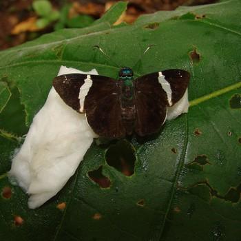 Celaenorrhinus jao
