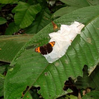 Entheus aureanota