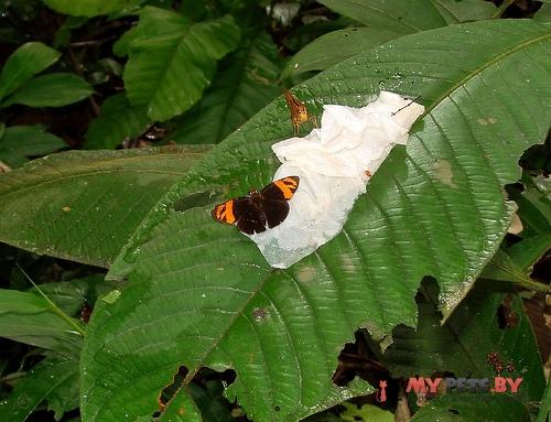 Entheus aureanota