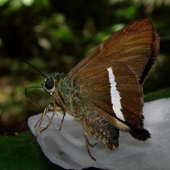 Aguna aurunce
