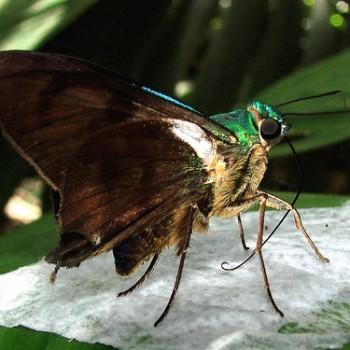 Neoxeniades braesia