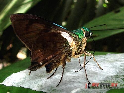 Neoxeniades braesia