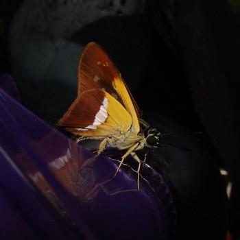 Drephalys phoenice