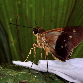 Saliana esperi