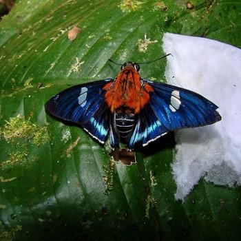 Tarsoctenus praecia