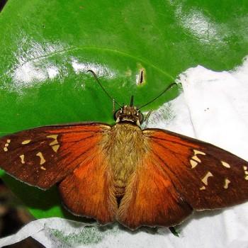 Augiades crinisus