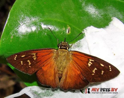 Augiades crinisus