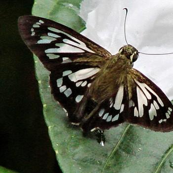Phanus confusis