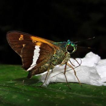 Oxynthes corusca