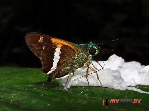Oxynthes corusca
