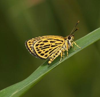 Ochus subvittatus