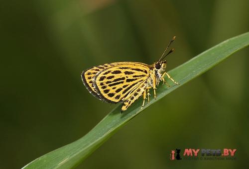 Ochus subvittatus