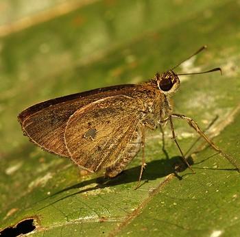 Scobura phiditia