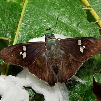 Chrysoplectrum pervivax