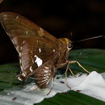 Epargyreus exadeus