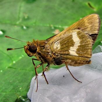 Metron oropa