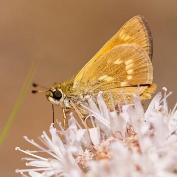 Polites sonora