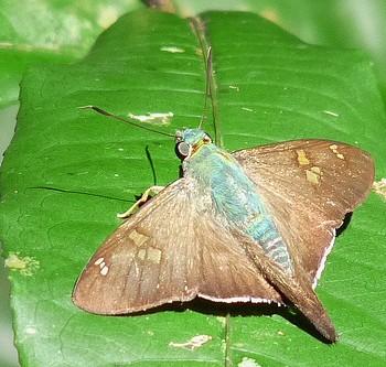 Polythrix auginus