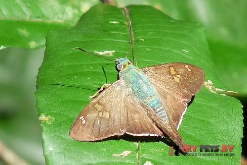 Polythrix auginus