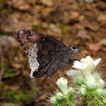 Achalarus casica
