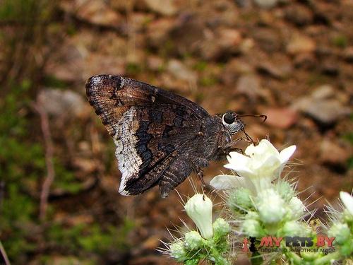 Achalarus casica
