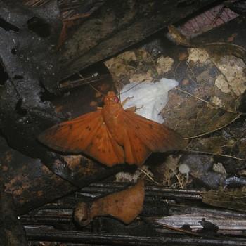 Dyscophellus erythras