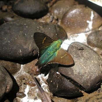 Polythrix eudoxus