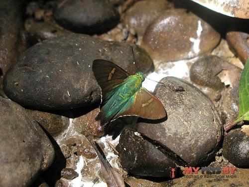 Polythrix eudoxus