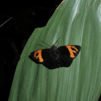 Entheus priassus