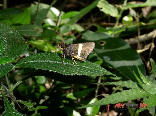 Metron chrysogastra