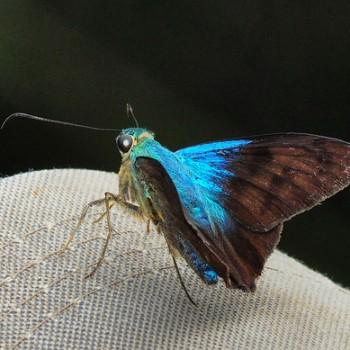 Astraptes megalurus
