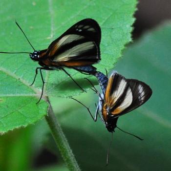Vettius phyllus