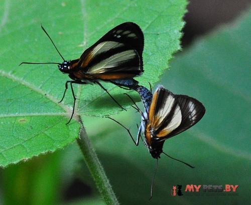 Vettius phyllus