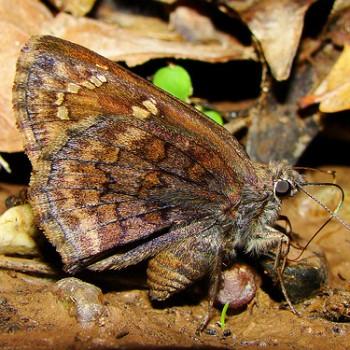 Codatractus valeriana