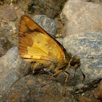 Dalla hesperioides