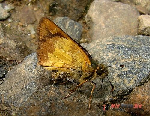Dalla hesperioides