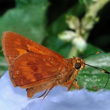 Racta apella