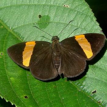 Celaenorrhinus syllius