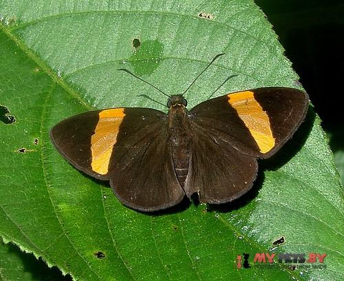 Celaenorrhinus syllius